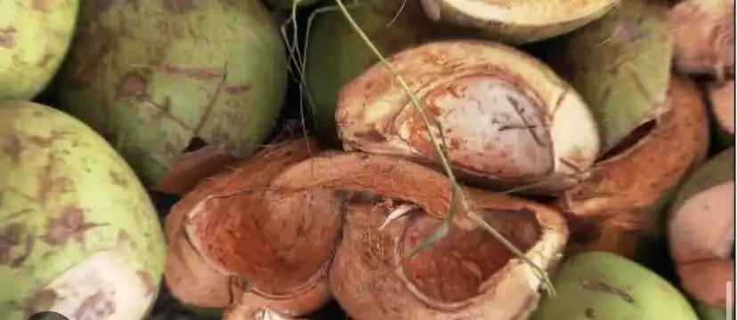 Coconut shells-1